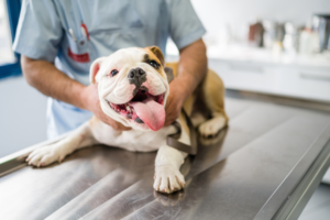 Common Pet Health Issues