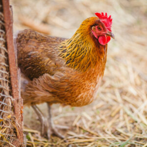 Chicken Coop